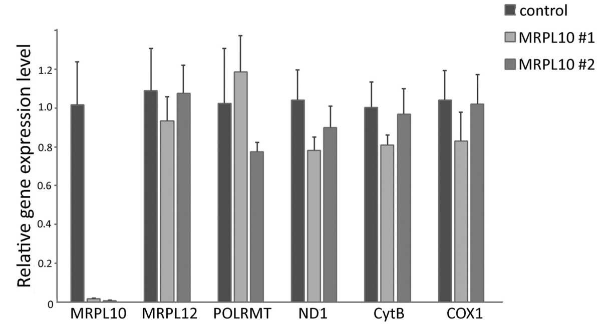 Results of quantitative RT-PCR of POLRMT in HEK293T cells.jpg